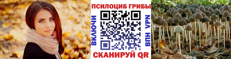 Псилоцибиновые грибы Cubensis  kraken   Стародуб 